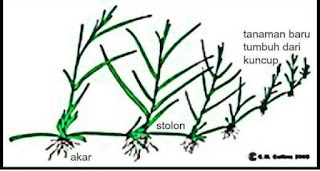 Detail Gambar Tanaman Geragih Nomer 15