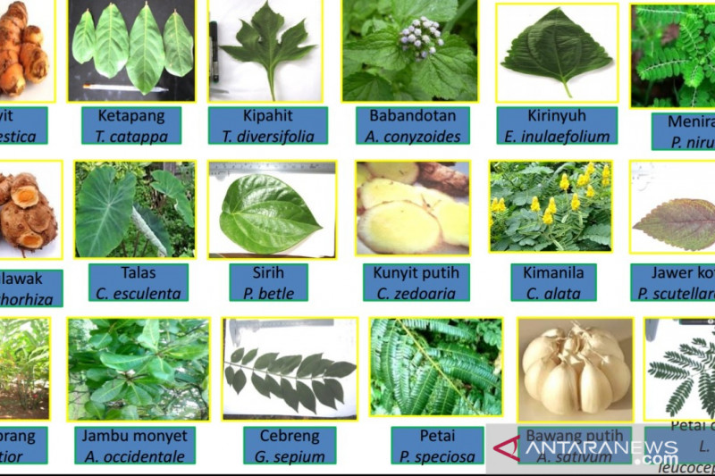 Gambar Tanaman Herbal - KibrisPDR
