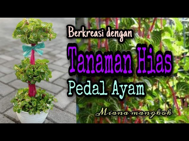 Detail Gambar Tanaman Hias Batang Nomer 34