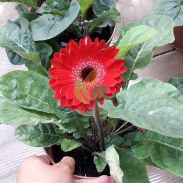 Detail Gambar Tanaman Hias Bunga Gerbera Nomer 23