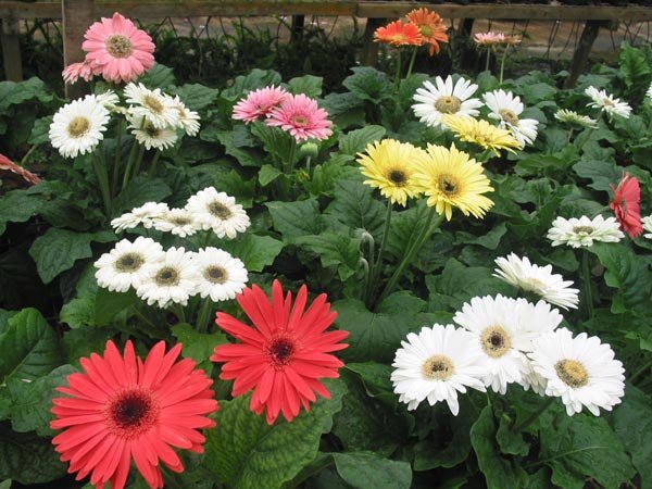 Detail Gambar Tanaman Hias Bunga Gerbera Nomer 4