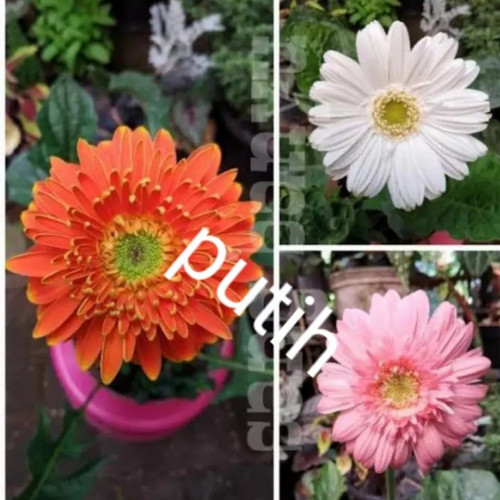 Detail Gambar Tanaman Hias Bunga Gerbera Nomer 50