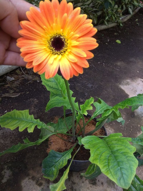 Detail Gambar Tanaman Hias Bunga Gerbera Nomer 10