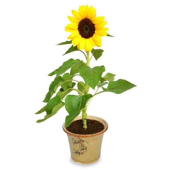Gambar Tanaman Hias Bunga Matahari - KibrisPDR