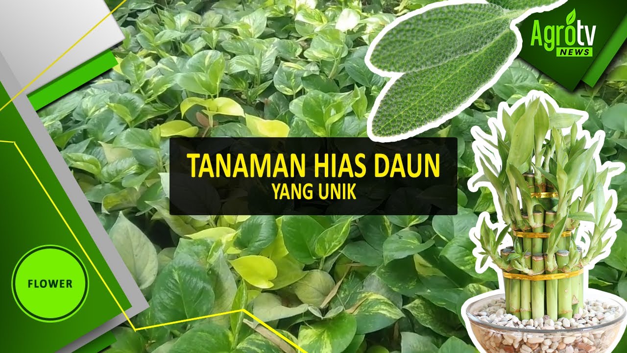 Detail Gambar Tanaman Hias Daun Nomer 40