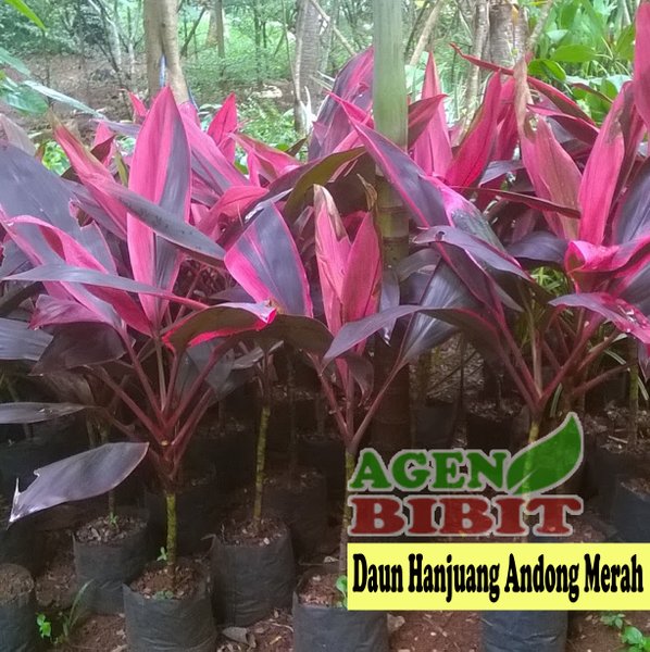 Detail Gambar Tanaman Hias Daun Nomer 53