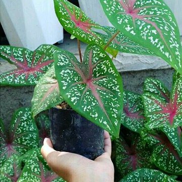 Detail Gambar Tanaman Hias Daun Dan Nama Latinnya Nomer 15