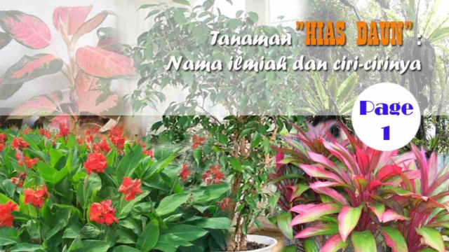 Detail Gambar Tanaman Hias Daun Dan Nama Latinnya Nomer 3