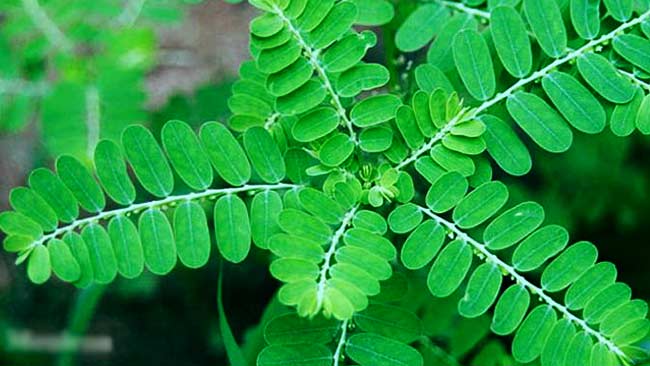 Detail Gambar Tanaman Hias Daun Dan Nama Latinnya Nomer 55