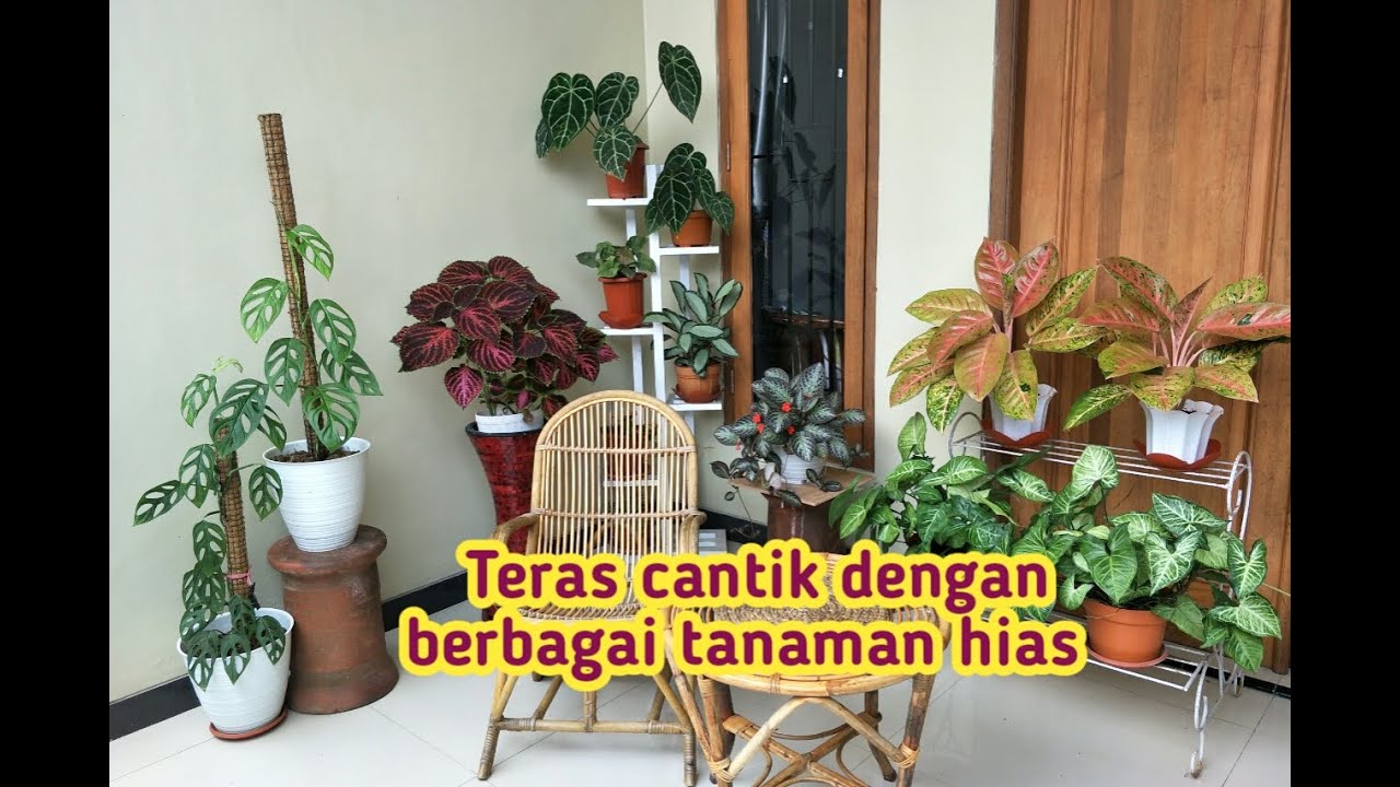 Detail Gambar Tanaman Hias Di Teras Rumah Nomer 27