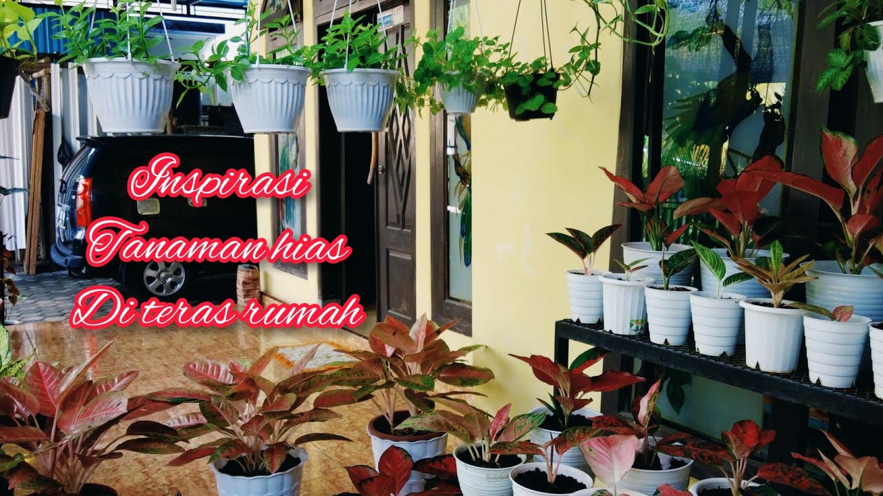 Detail Gambar Tanaman Hias Di Teras Rumah Nomer 51