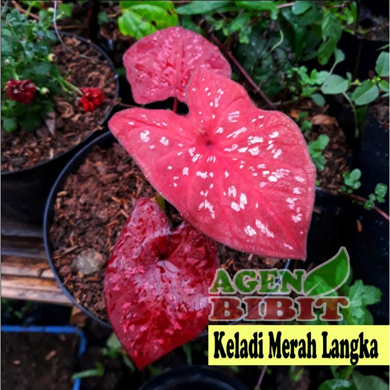 Detail Gambar Tanaman Hias Keladi Merah Nomer 6