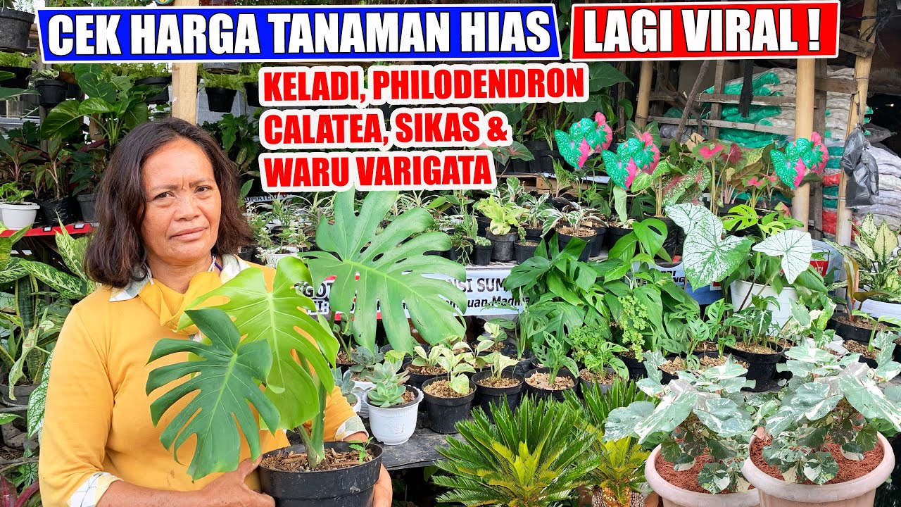 Detail Gambar Tanaman Hias Yang Lagi Viral Nomer 45