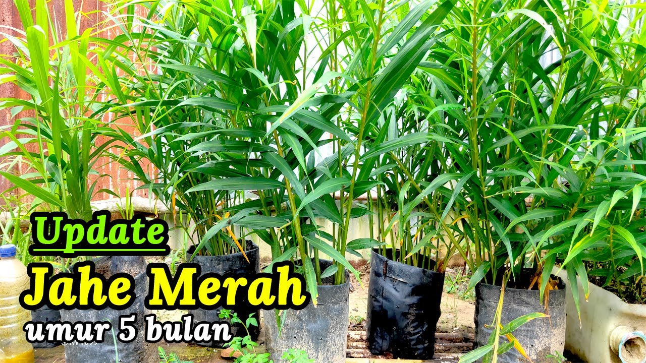 Detail Gambar Tanaman Jahe Merah Nomer 52