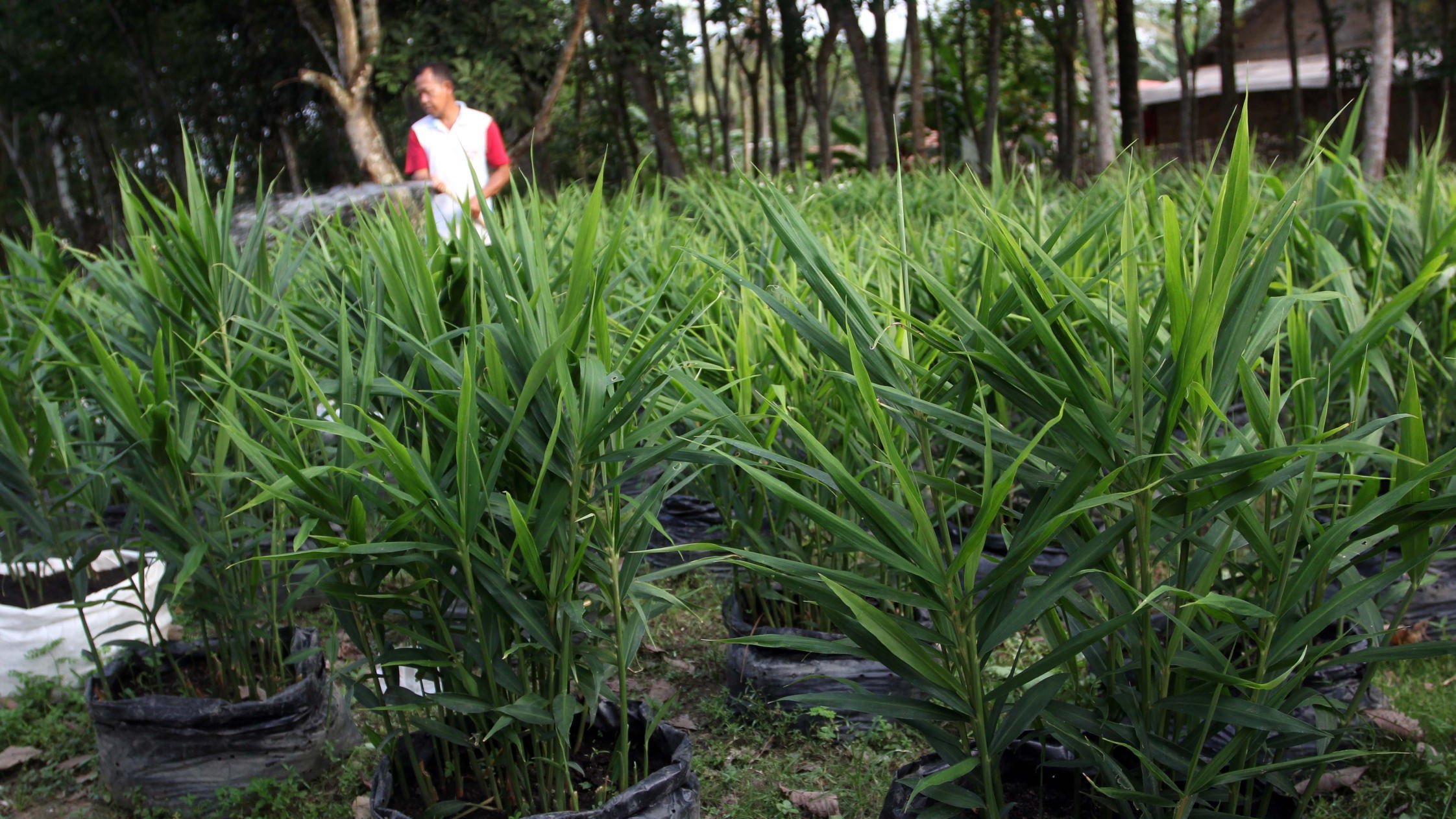 Detail Gambar Tanaman Jahe Serta Manfaatnya Nomer 34