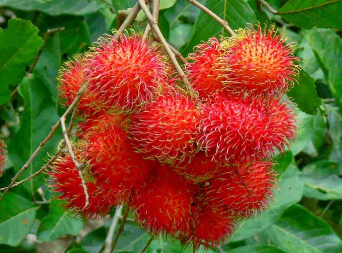 Detail Gambar Tanaman Jambu Biji Dan Rambutan Nomer 15