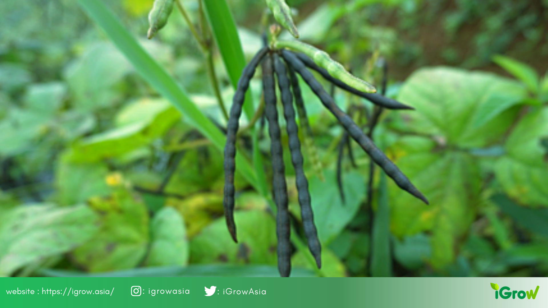 Detail Gambar Tanaman Kacang Hijau Nomer 31