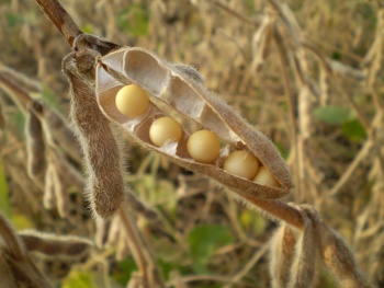 Detail Gambar Tanaman Kacang Kedelai Nomer 9