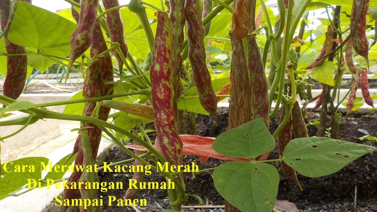 Detail Gambar Tanaman Kacang Merah Nomer 24