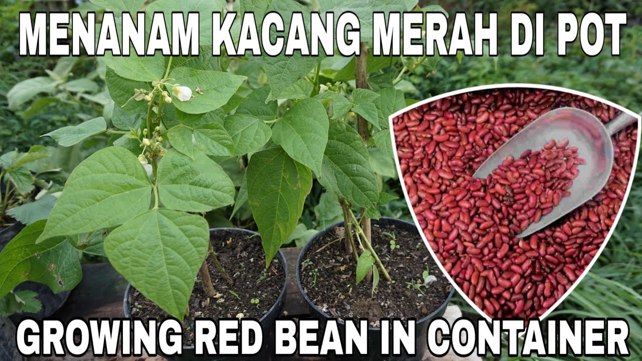 Detail Gambar Tanaman Kacang Merah Nomer 32