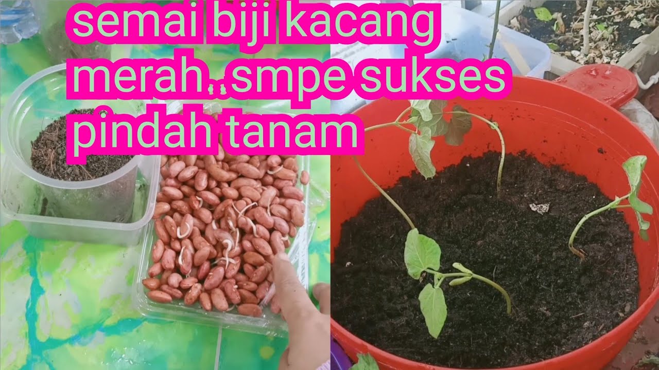 Detail Gambar Tanaman Kacang Merah Nomer 45