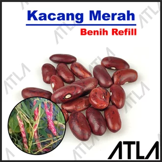 Detail Gambar Tanaman Kacang Merah Nomer 49