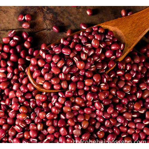 Detail Gambar Tanaman Kacang Merah Nomer 50