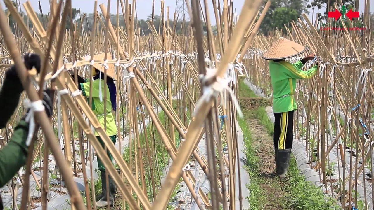 Detail Gambar Tanaman Kacang Panjang Nomer 8