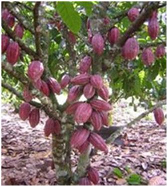 Detail Gambar Tanaman Kakao Nomer 14