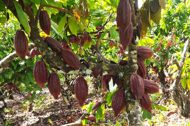 Detail Gambar Tanaman Kakao Nomer 35