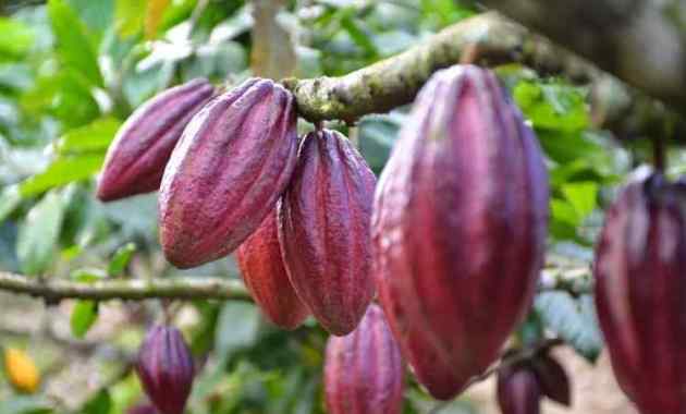 Detail Gambar Tanaman Kakao Nomer 5