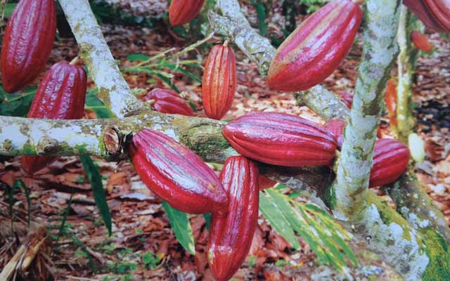 Detail Gambar Tanaman Kakao Nomer 44