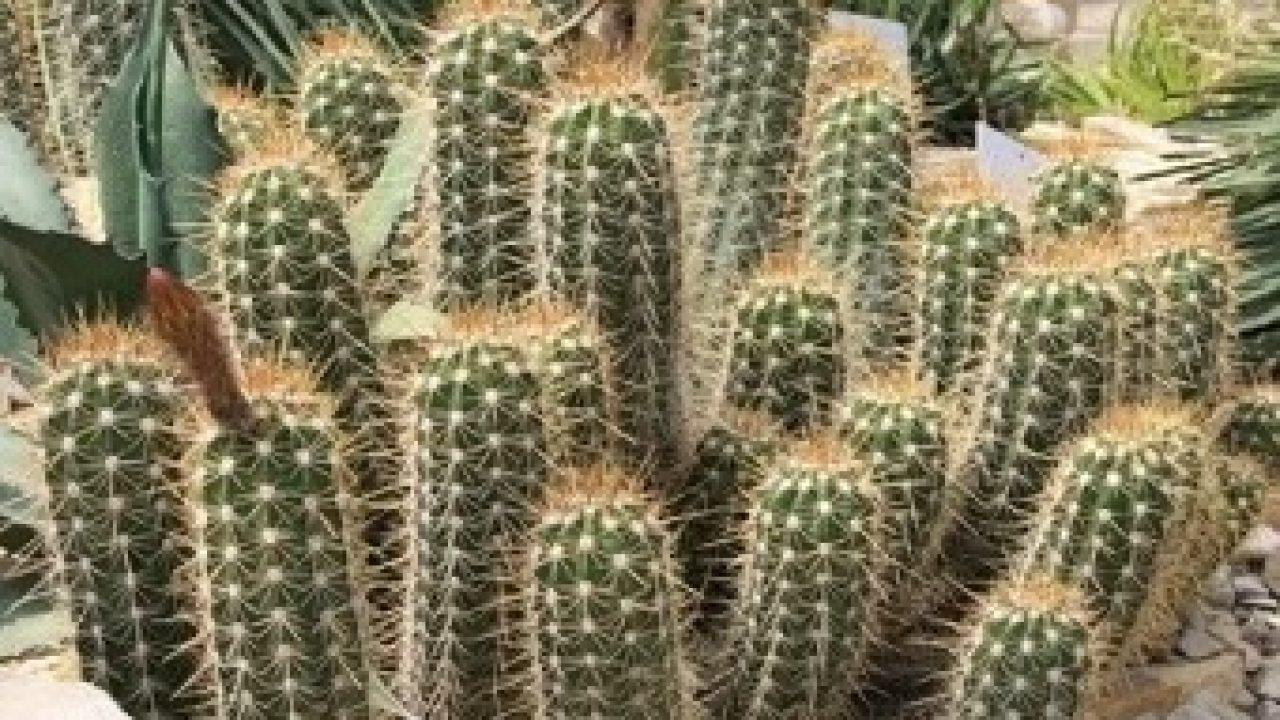 Detail Gambar Tanaman Kaktus Nomer 13