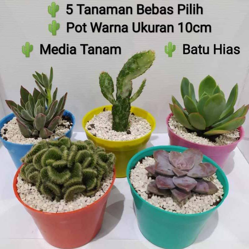 Detail Gambar Tanaman Kaktus Hias Nomer 32