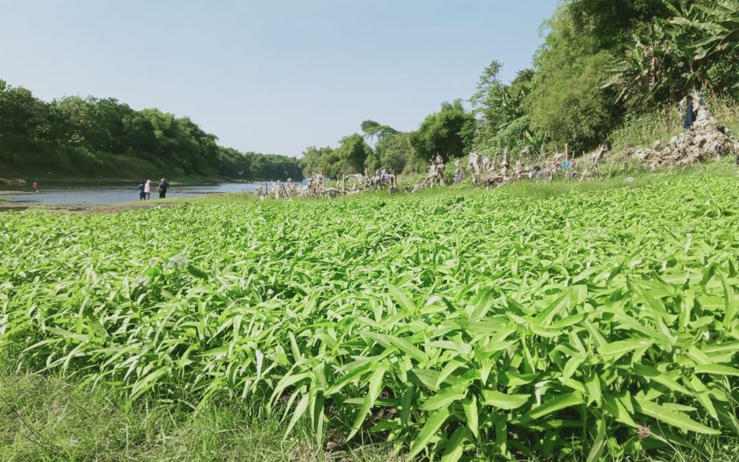 Detail Gambar Tanaman Kangkung Nomer 27