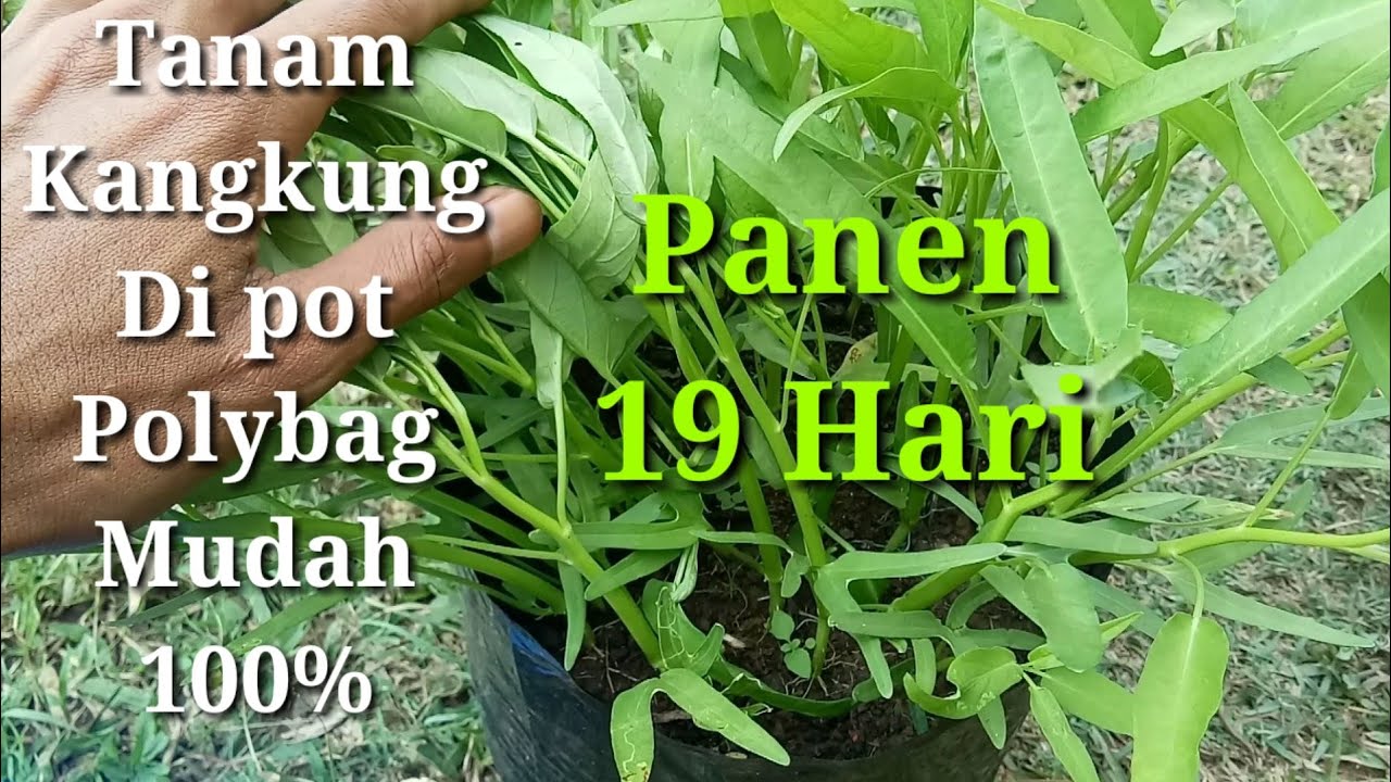 Detail Gambar Tanaman Kangkung Nomer 50