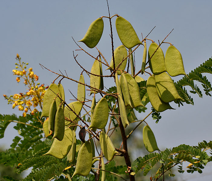 Detail Gambar Tanaman Kayu Secang Nomer 3