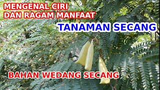 Detail Gambar Tanaman Kayu Secang Nomer 34