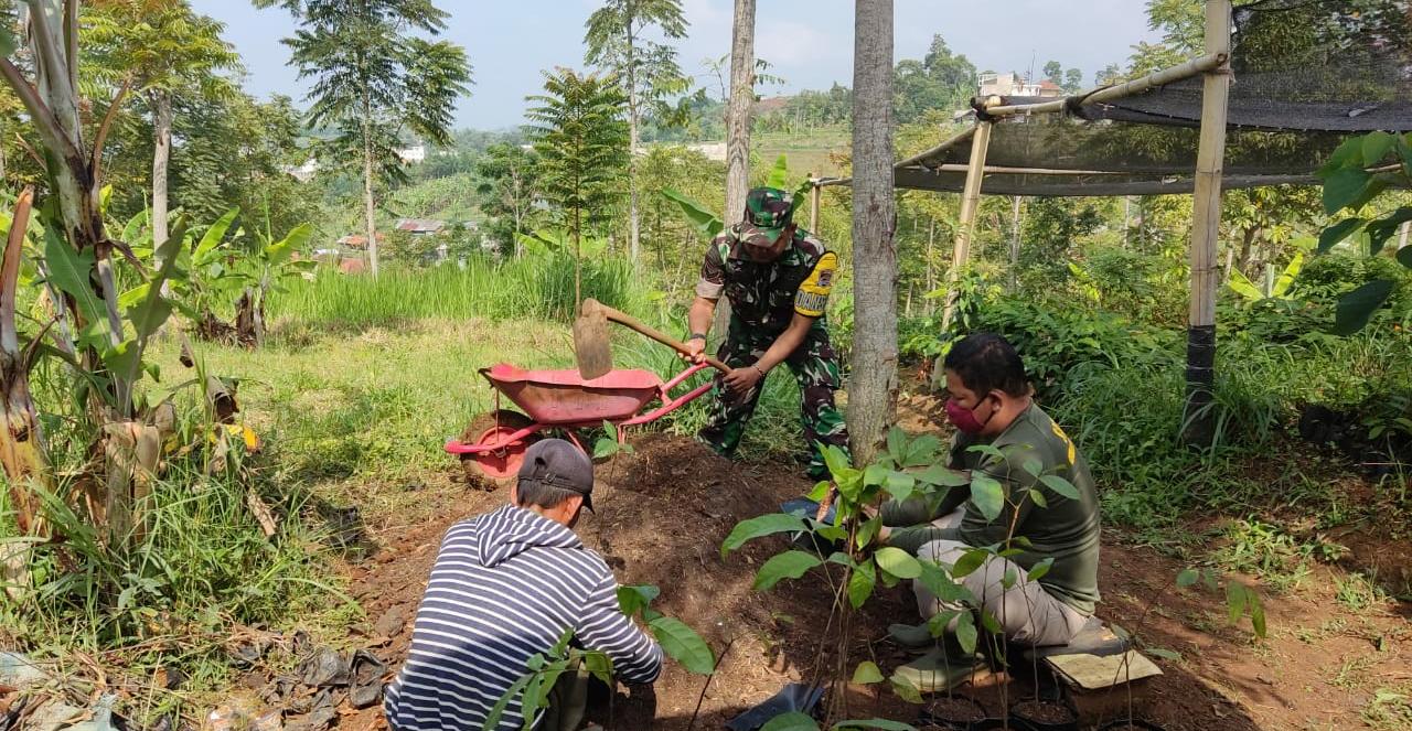 Detail Gambar Tanaman Keras Nomer 52