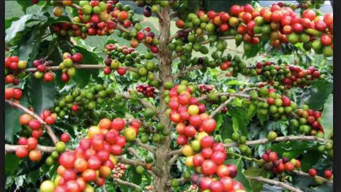 Gambar Tanaman Kopi Timor Leste - KibrisPDR