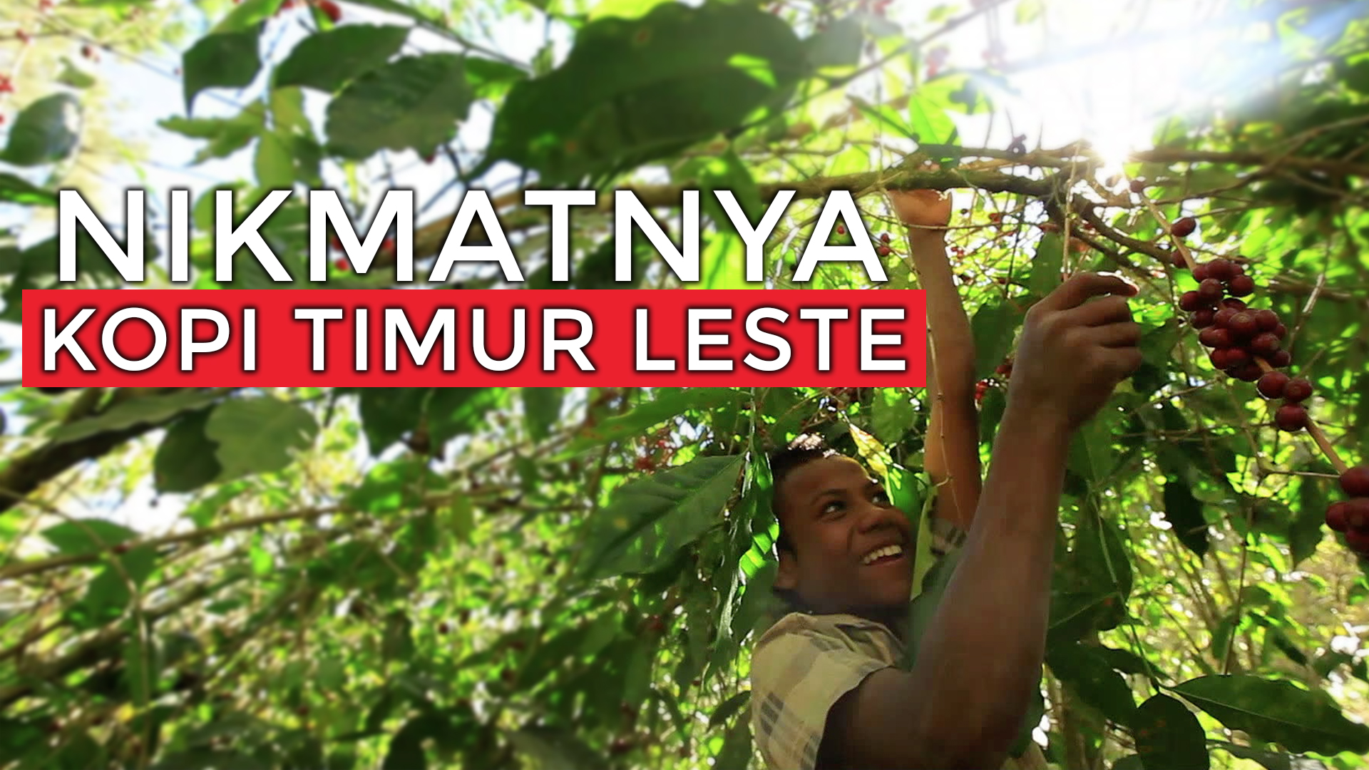 Detail Gambar Tanaman Kopi Timor Leste Nomer 2