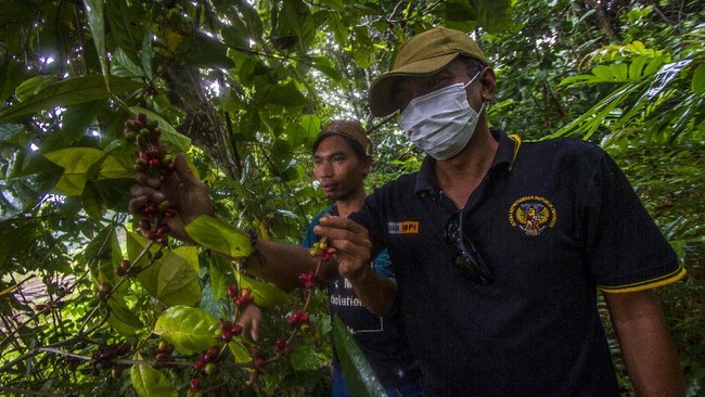 Detail Gambar Tanaman Kopi Timor Leste Nomer 21