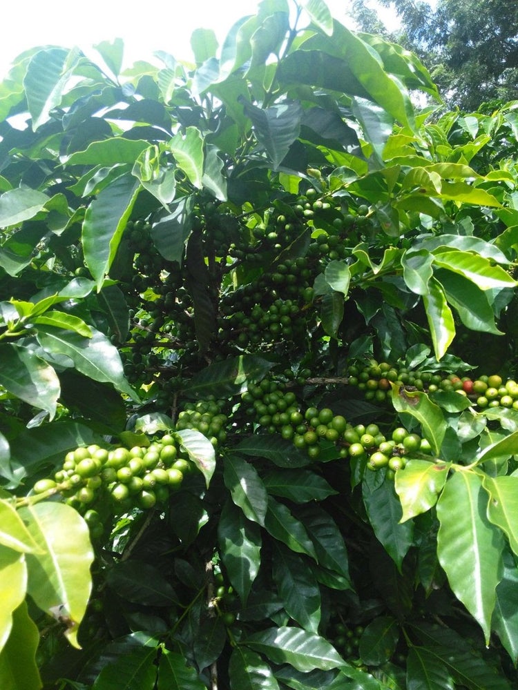 Detail Gambar Tanaman Kopi Timor Leste Nomer 25