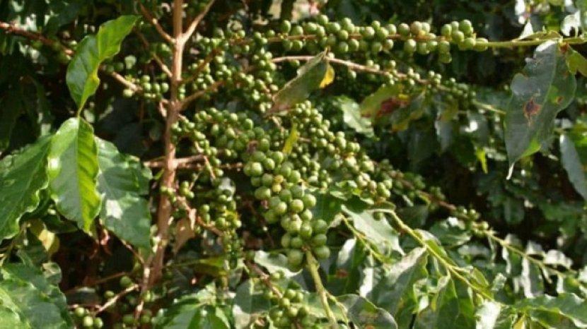 Detail Gambar Tanaman Kopi Timor Leste Nomer 32