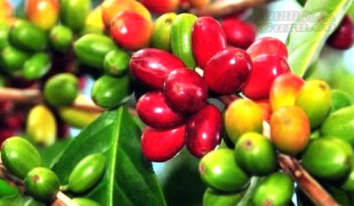 Detail Gambar Tanaman Kopi Timor Leste Nomer 35