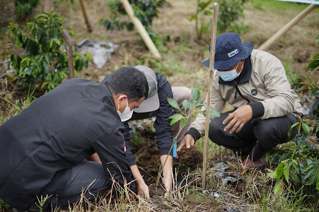 Detail Gambar Tanaman Kopi Timor Leste Nomer 39