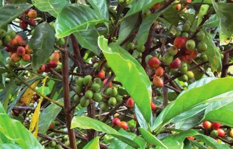 Detail Gambar Tanaman Kopi Timor Leste Nomer 44