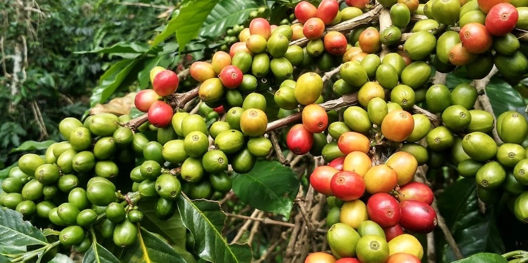 Detail Gambar Tanaman Kopi Timor Leste Nomer 9