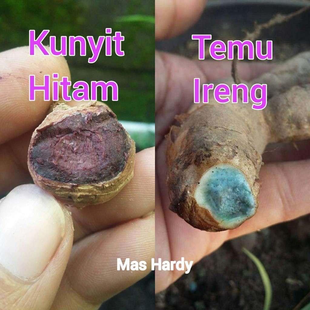 Detail Gambar Tanaman Kunyit Hitam Putih Nomer 38