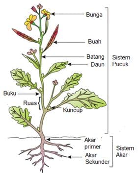 Detail Gambar Tanaman Lengkap Dan Tidak Lengkap Nomer 5